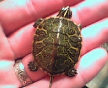 Baby Florida Red Belly-3