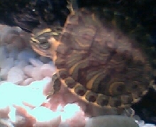 Baby Yellow-Bellied Slider-2