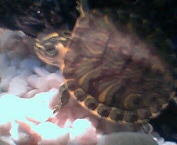 Baby Yellow-Bellied Slider-2