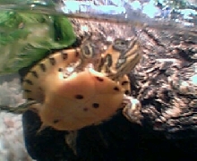 Baby Yellow-Bellied Slider-3