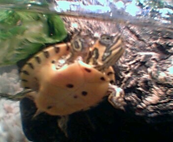 Baby Yellow-Bellied Slider-3