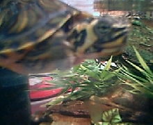 Baby Yellow-Bellied Slider