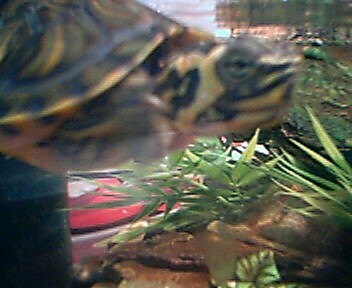 Baby Yellow-Bellied Slider