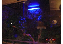 Moonlight is allright :))