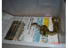 Naru eating