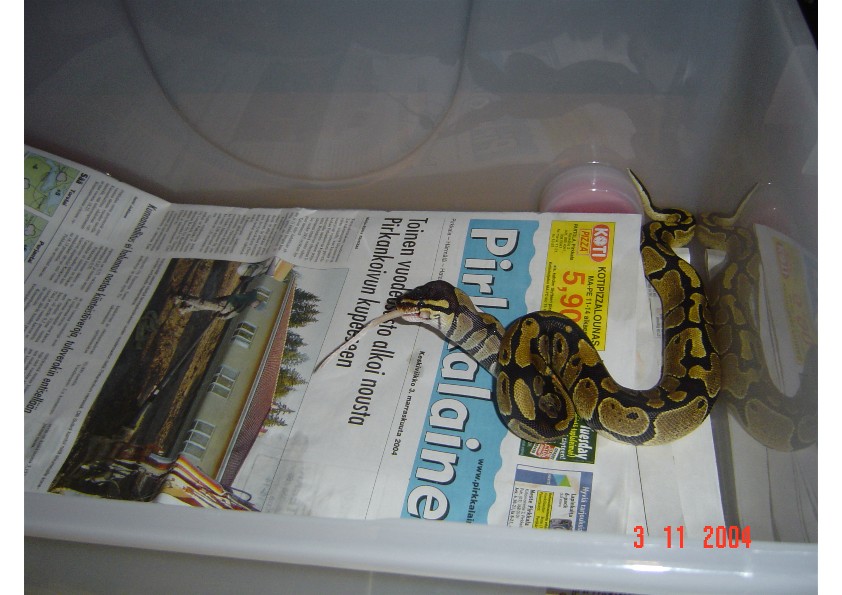 Naru eating