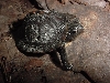 box turtle
