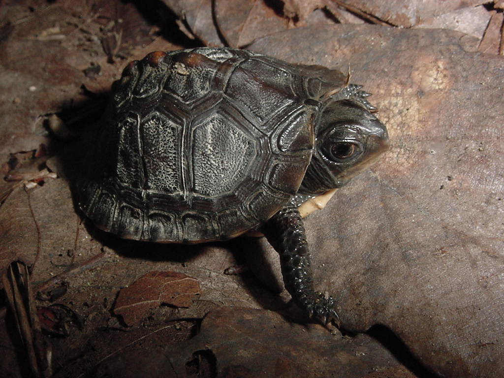 box turtle