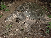snapper