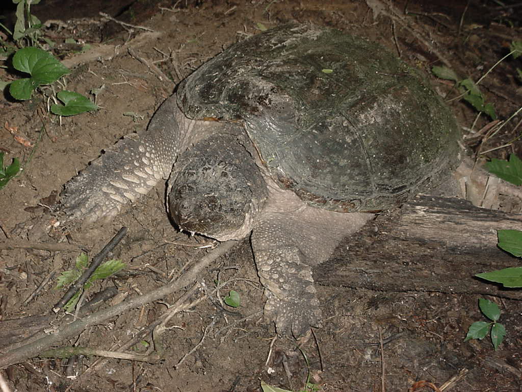 snapper