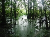 swamp