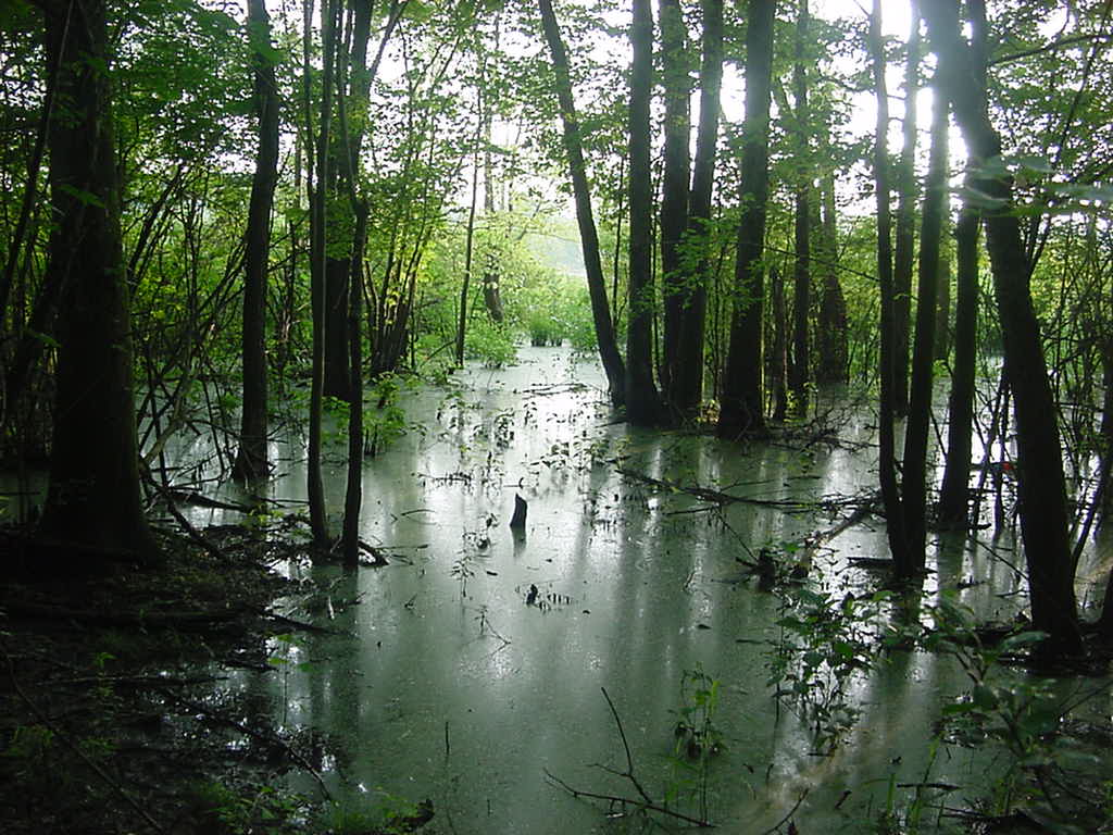 swamp