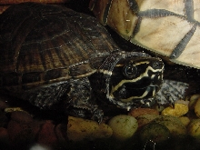 musk turtle