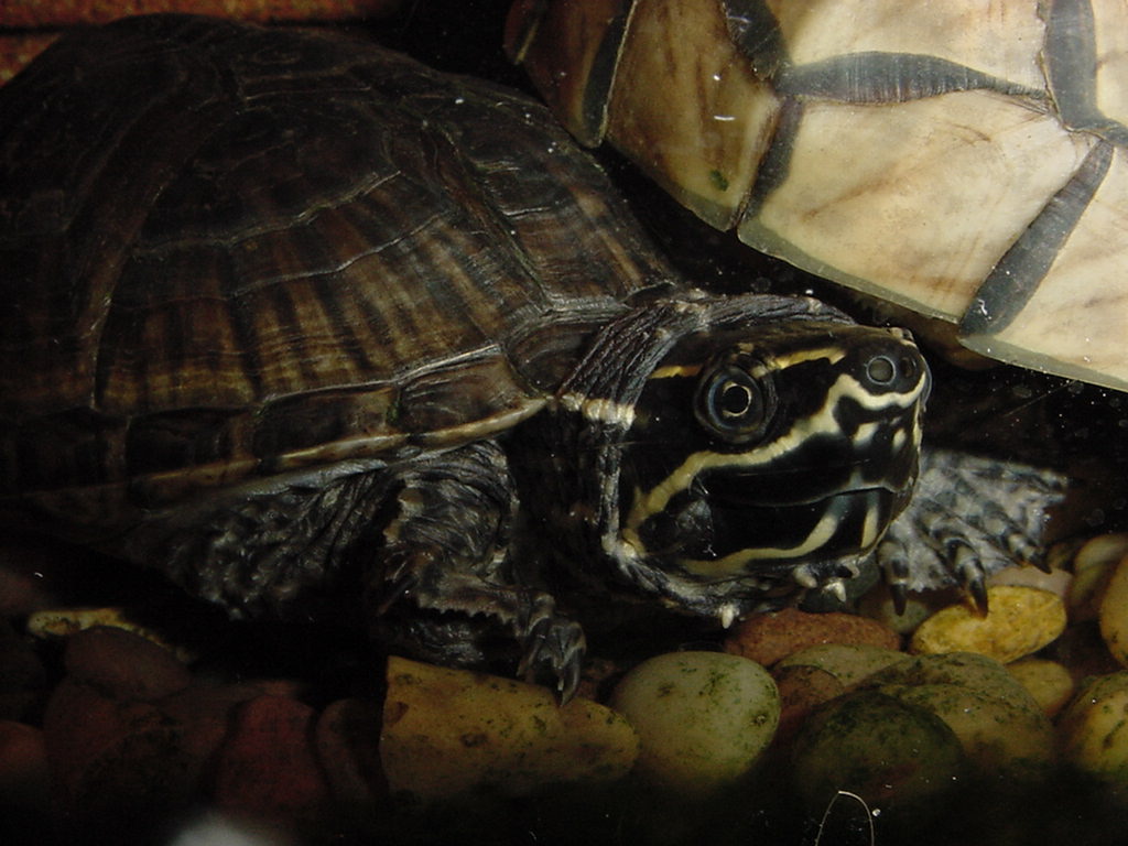 musk turtle