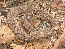 copper