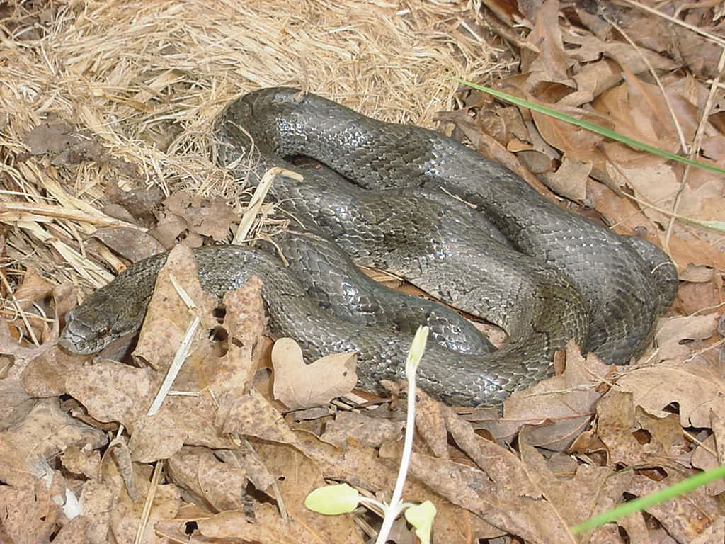 calligaster