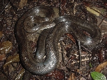 calligaster