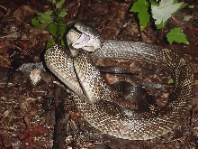 cow snake