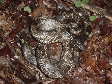 rat