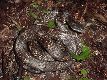 rat snake