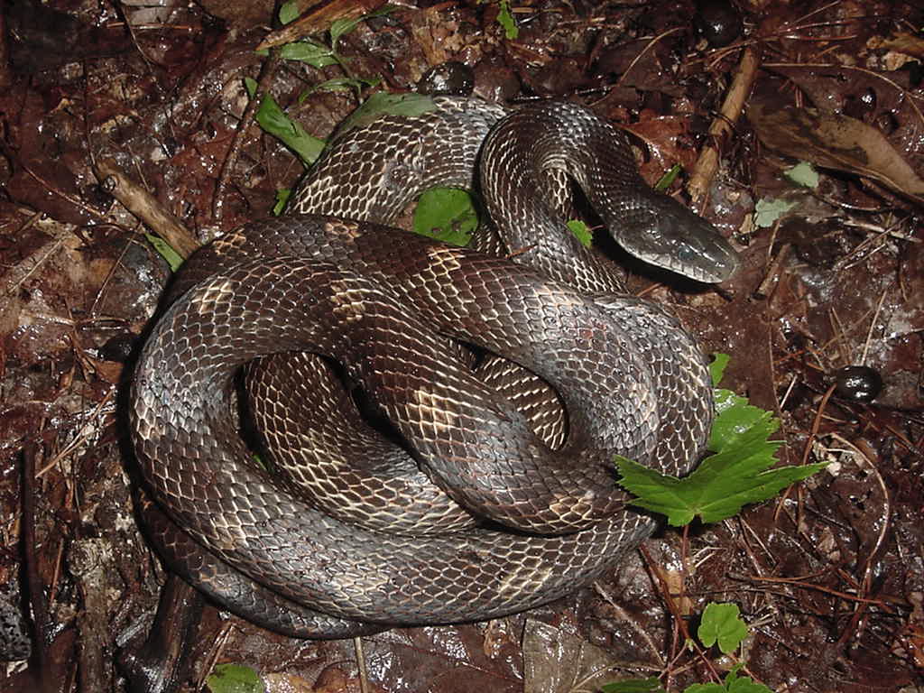 rat snake
