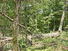 habitat
