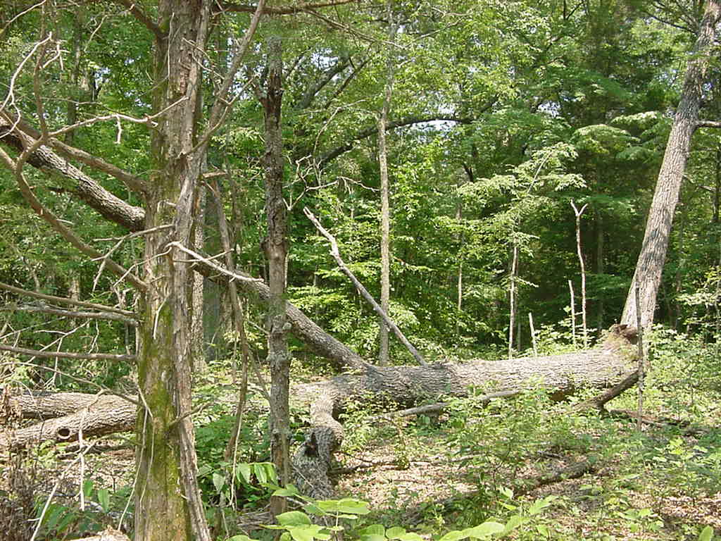 habitat