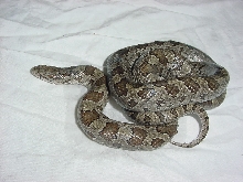calligaster