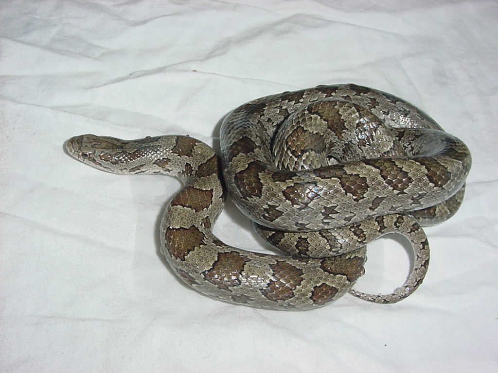 calligaster