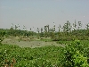 habitat