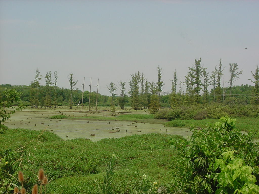habitat