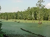 habitat