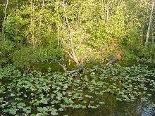 swamp