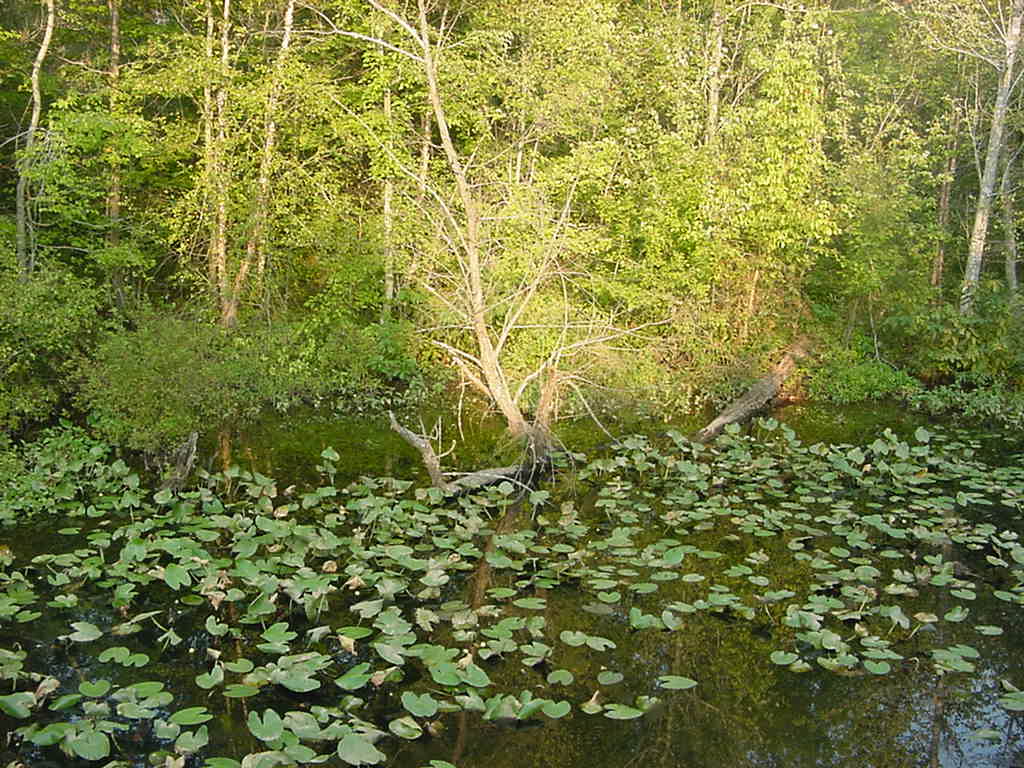 swamp