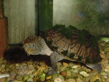 loggerhead musk