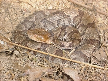 copperhead
