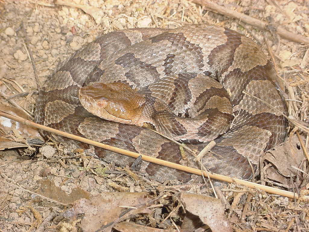 copperhead