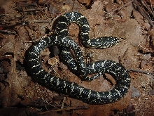 nigra