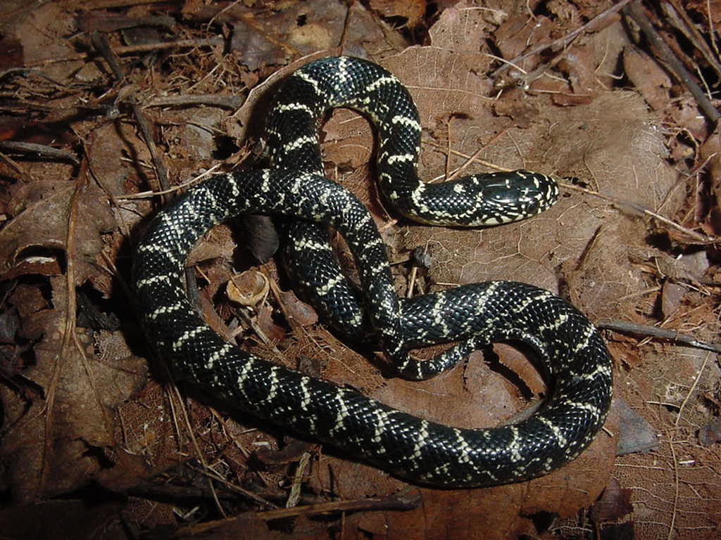 nigra
