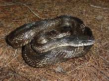rat