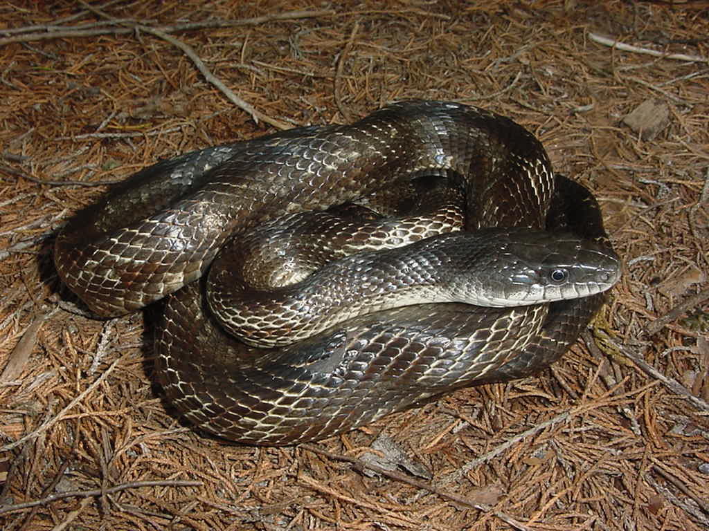 rat