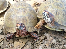 box turtles