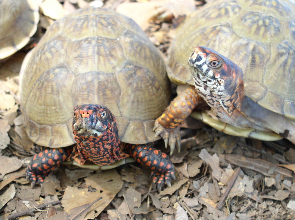 box turtles
