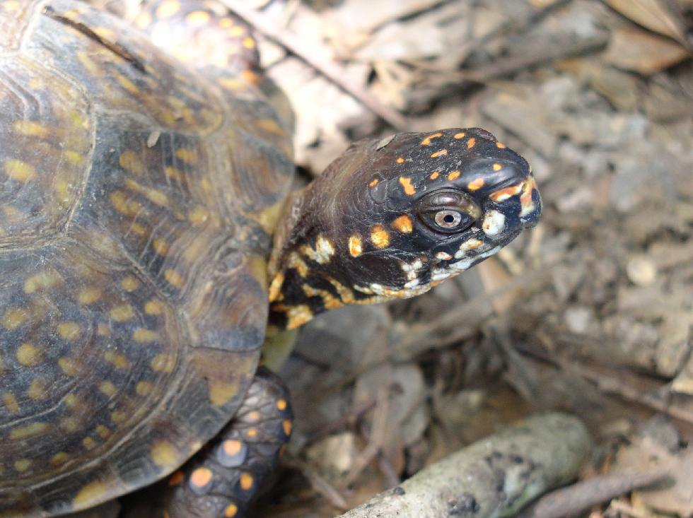 box turtle