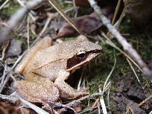 Rana sylvatica