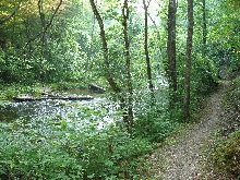 Rana sylvatica habitat woods and stream