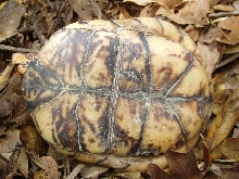 T c o plastron