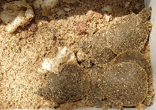 A. s. hartwegi hatchlings