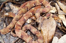 Nerodia fasciata