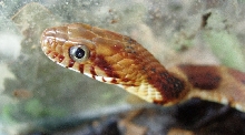 Nerodia fasciata